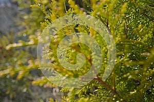 Green twigs of tuja occidentalis close up, evergreen hedge, hedgerow background