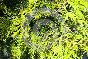 Green twigs of tuja occidentalis close up, evergreen hedge, hedgerow in summer sunrays background