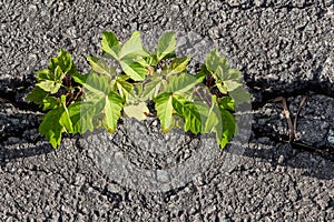 Green twigs of young maple seedling tree grow in the asphalt road crack