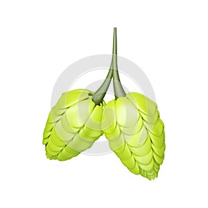Green Two Hops Bunch Stem Element In 3D