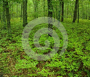 Green undergrowth in a forest