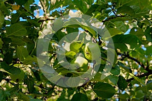 Green underripe apples hanging on tree branches