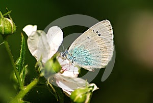 Green-Underside Blue butterfly photo