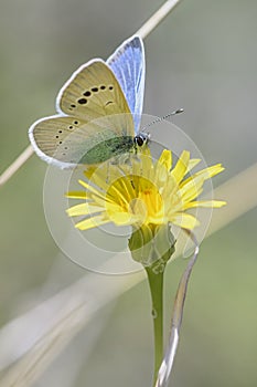Green-underside Blue butterfly - Glaucopsyche alexis