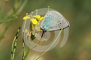 Green-underside blue butterfly
