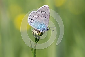 Green-underside blue (Glaucopsyche alexis) - butterfly