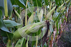 Green undiluted cornflakes