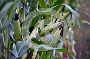 Green undiluted cornflakes