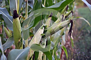 Green undiluted cornflakes