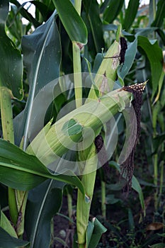 Green undiluted cornflakes