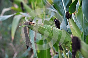 Green undiluted cornflakes