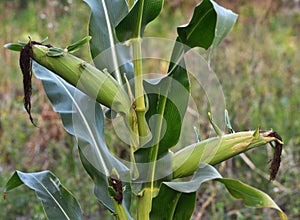 Green undiluted cornflakes
