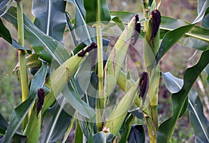 Green undiluted cornflakes