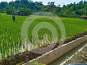 the green of the unfruitful rice plants in the traditional rice fields