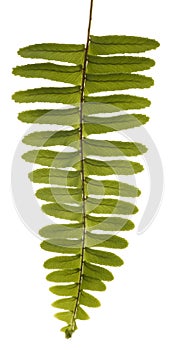 Green Unfurling Fern Isolated on White.