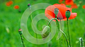 Green, unopened poppy bud, close up, on a background of blurry bright red poppy flower and green lawn