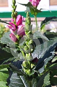 A green unopened stalk of flower buds on a Turtle Head plant