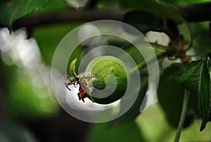 Green unripe apple growing on tree, soft bokeh