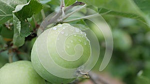 Green unripe apples and leaves on the branches of an apple tree stagger in the wind