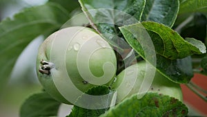 Green unripe apples and leaves on the branches of an apple tree stagger in the wind