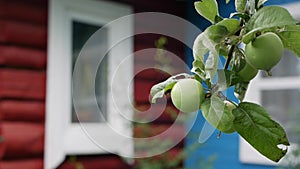 Green unripe apples and leaves on the branches of an apple tree stagger in the wind on the background of a country house