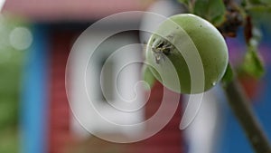 Green unripe apples and leaves on the branches of an apple tree stagger in the wind on the background of a country house