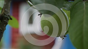 Green unripe apples and leaves on the branches of an apple tree stagger in the wind on the background of a country house