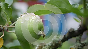 Green unripe apples and leaves on the branches of an apple tree stagger in the wind on the background of a country house