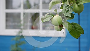 Green unripe apples and leaves on the branches of an apple tree stagger in the wind on the background of a country house