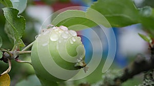 Green unripe apples and leaves on the branches of an apple tree stagger in the wind on the background of a country house