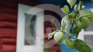 Green unripe apples and leaves on the branches of an apple tree stagger in the wind on the background of a country house