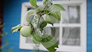 Green unripe apples and leaves on the branches of an apple tree stagger in the wind on the background of a country house