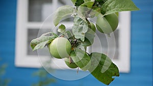 Green unripe apples and leaves on the branches of an apple tree stagger in the wind on the background of a country house