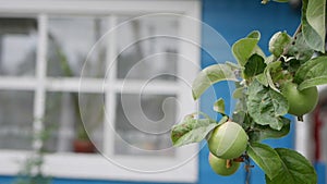 Green unripe apples and leaves on the branches of an apple tree stagger in the wind on the background of a country house