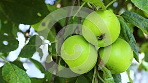 Green unripe apples and leaves on the branches of an apple tree stagger in the wind. Video clip. Selective focus