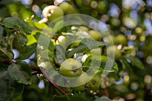 Green unripe apples on a tree branch with leaves