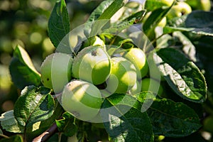 Green unripe apples on a tree branch with leaves