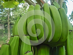 Green unripe banana, fruits and vegetables