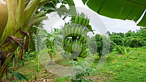 Green unripe banana healthy fruit on a plant grown in an agricultural plantation