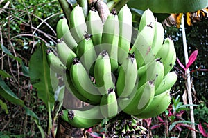 Green unripe bananas on a bananatree in the rain forest