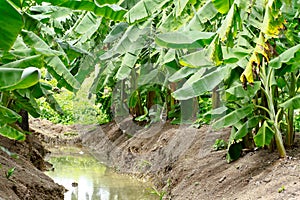 Green Unripe Bananas in Thailand