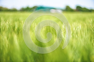 Green unripe barley plantation on sunny spring day