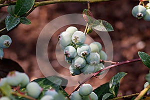 Green unripe berries of Vaccinium corymbosum (highbush blueberry, blue, tall or swamp huckleberry, high blueberry)