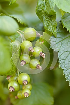 Green unripe black currant bunch soft focused