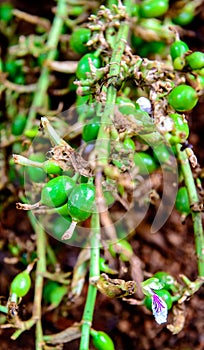 Green and unripe cardamom pods with flower