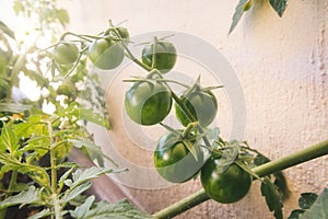 Green unripe cherry tomatoes growing off the stem in a garden plant pot