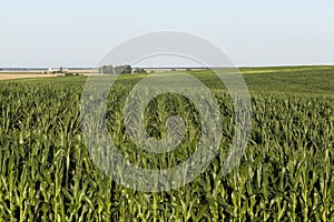 green unripe corn grows