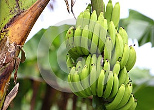 Green and unripe cultivar bananas