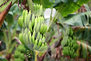 Green and unripe cultivar bananas photo