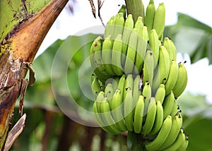 Green and unripe cultivar bananas photo